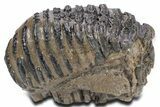 Southern Mammoth Upper M Molar - Hungary #357051-3